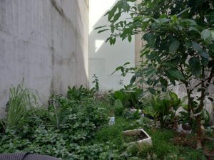Đất vuông Hà Huy Giáp Q12, 52m2, 4x13m