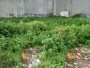 Đất mặt tiền 100m2, Đ.5m Thạnh Lộc 27 Q12