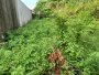 giá rẻ! Đất hậu nở, 253.9m2 - Thạnh Lộc 41 Q12 5.x tỷ