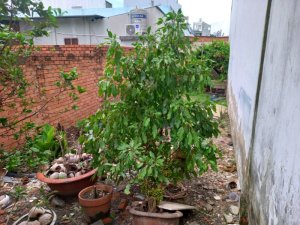 Đất nở hậu Nguyễn Thị Búp Q12, 72m2, 4x18m chỉ 3.x tỷ