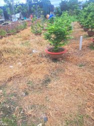 Giảm 200tr! Đất 182m2, Đ.5m Tân Thới Hiệp 21 Q12