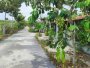 Đất vuông 0.4Ha, hậu nở, Đ.6m Đ. 565 Củ Chi