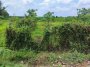 Đất vuông 0.4Ha, hậu nở, Đ.6m Đ. 565 Củ Chi
