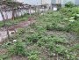 Giảm 100tr! Đất Vuông 246m2, N.hậu, Đường 3.5m Trần Thị Năm Q12