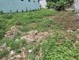 Đất HXT 245m2, Đường Thông Vườn Lài Q12