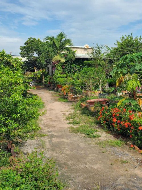 Đất Vườn HXT 722m2, N.hậu Xuân Thới Thượng 2 HM