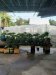 Đất Vườn HXT 722m2, N.hậu Xuân Thới Thượng 2 HM