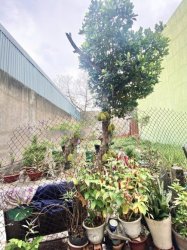 Đất Vuông SHR HXH 83m2 Phan Huy Ích Gò Vấp