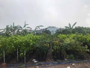 0.9Ha Đất Đ.Tư GD nhìn ra sông Phan Huy Ích Gò Vấp