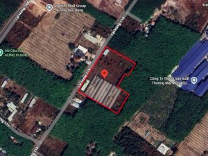 O1768 cho thuê Trang trại Lai Hưng 119 Bình Dương, 1.25Ha, 20tr/Tr.Học