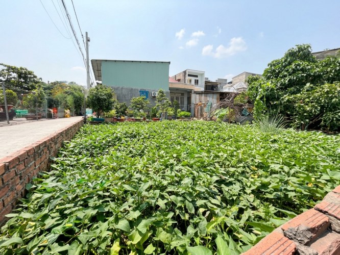 [O3126*] Đất Tam Bình 150m2 (10x15m) 2 mặt tiền HXH cạnh Chợ Đầu Mối, giảm mạnh 11.x tỷ